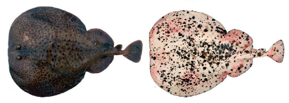 Torpedo marmorata_02.jpg